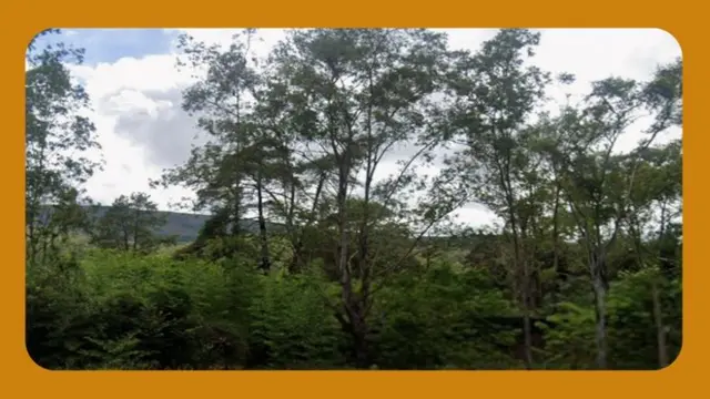 TERRENO COM ÁREA APROXIMADA DE 7.000,00 M², SITUADO NO LOTEAMENTO ESTÂNCIA SERRANA, NOVA LIMA/MG, COBERTO POR MATA, NA ALAMEDA DOS SABIÁS.__