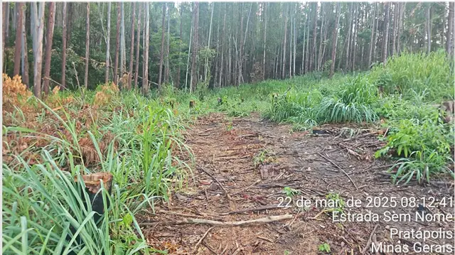 5.500m³ de Eucalipto em Pratápolis/MG