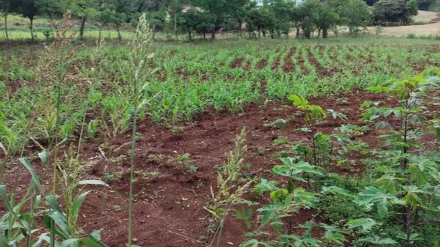 .'.Lote Rural de Área 29.000m2,Santa Izabel Do Oeste/PR.'.