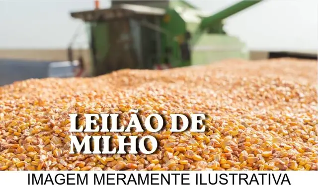 23.260 KG DE MILHO EM GRÃOS