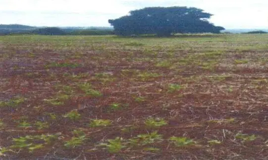 AREA RURAL COM 5,445 HECTARES - em ASSAI PR